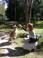 Im Streichelgehege bei den Kaengerus und Wallabies.